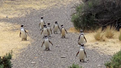 Puerto Madryn and Peninsula Valdes