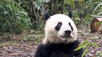 Riesenpandas, Riesenbuddha, Heiliger Buddha-Tempel