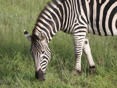 How to travel in South Africa? What to do between Cape Town and Kruger National Park?