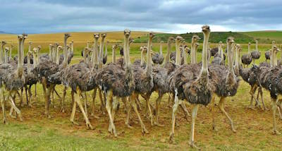 La costa sur, la Ruta Jardín y Durban