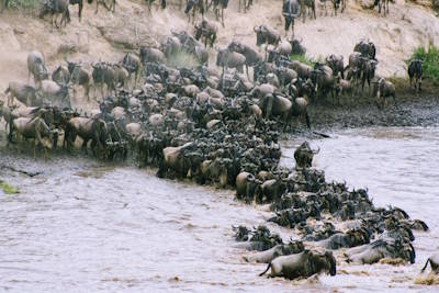 Serengeti and Great Migration