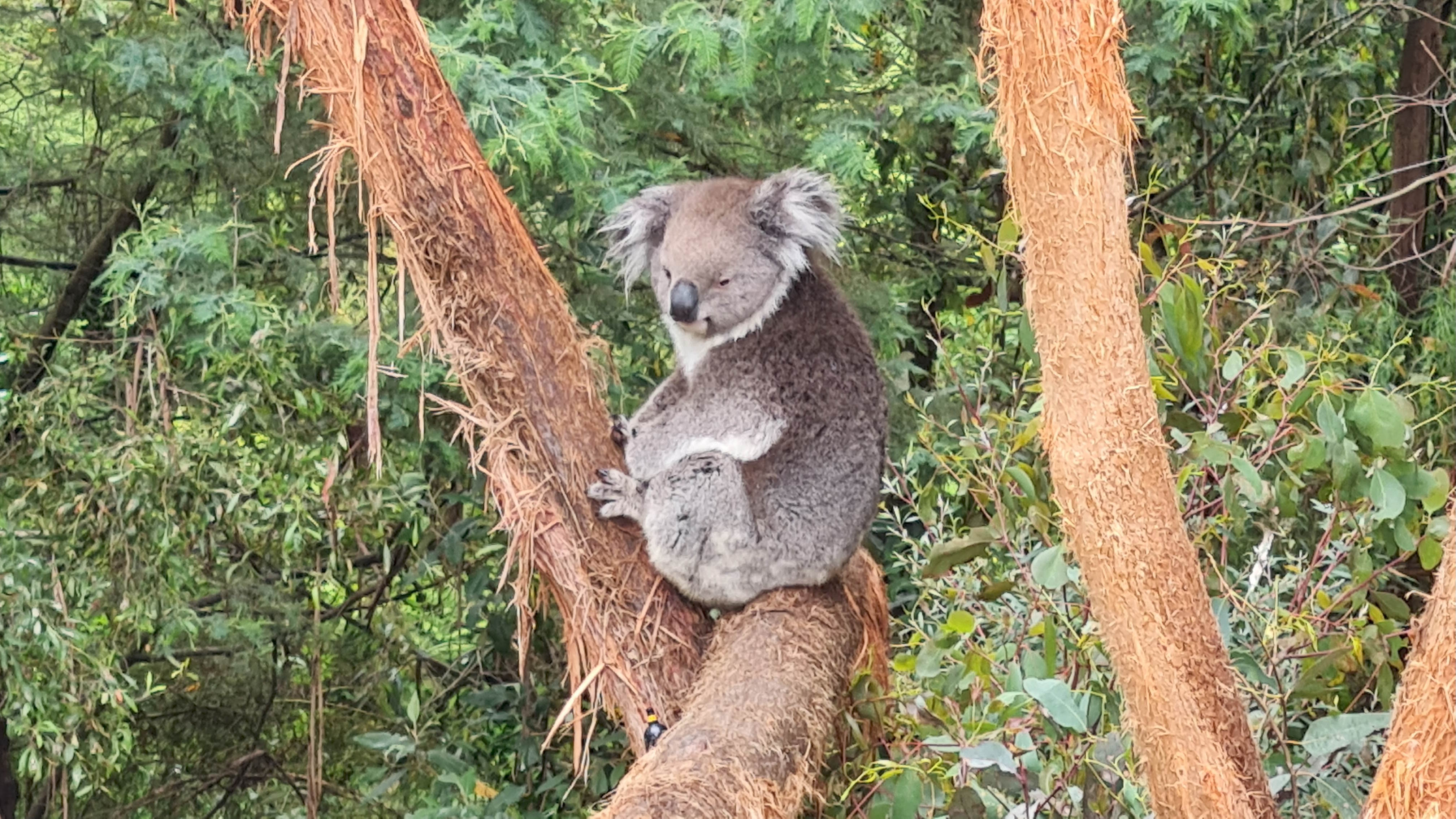 Australien, ein Land wie kein anderes