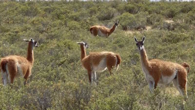 About Argentina, some background info